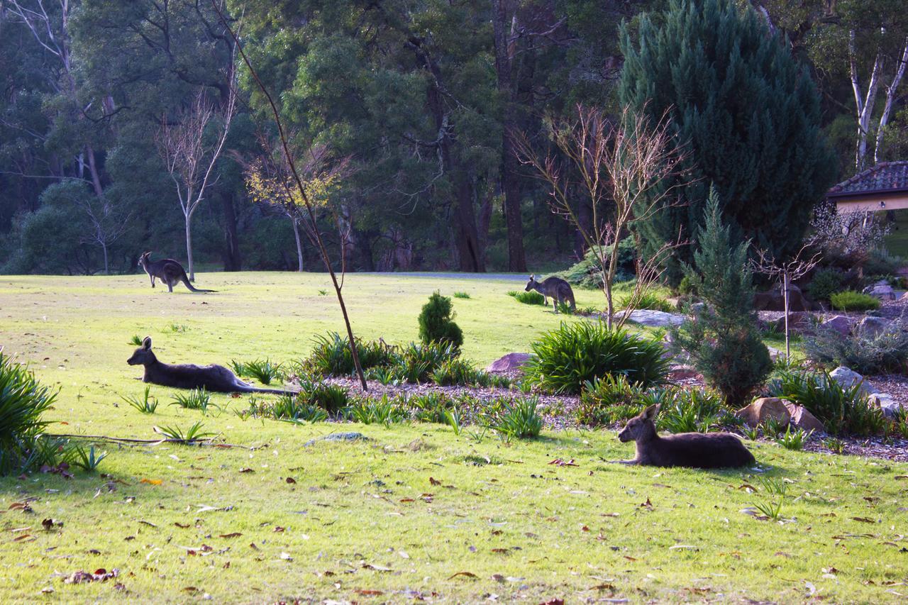 Marwood Villas Halls Gap Bagian luar foto